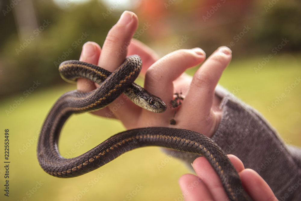 Obraz premium gardener snake 
