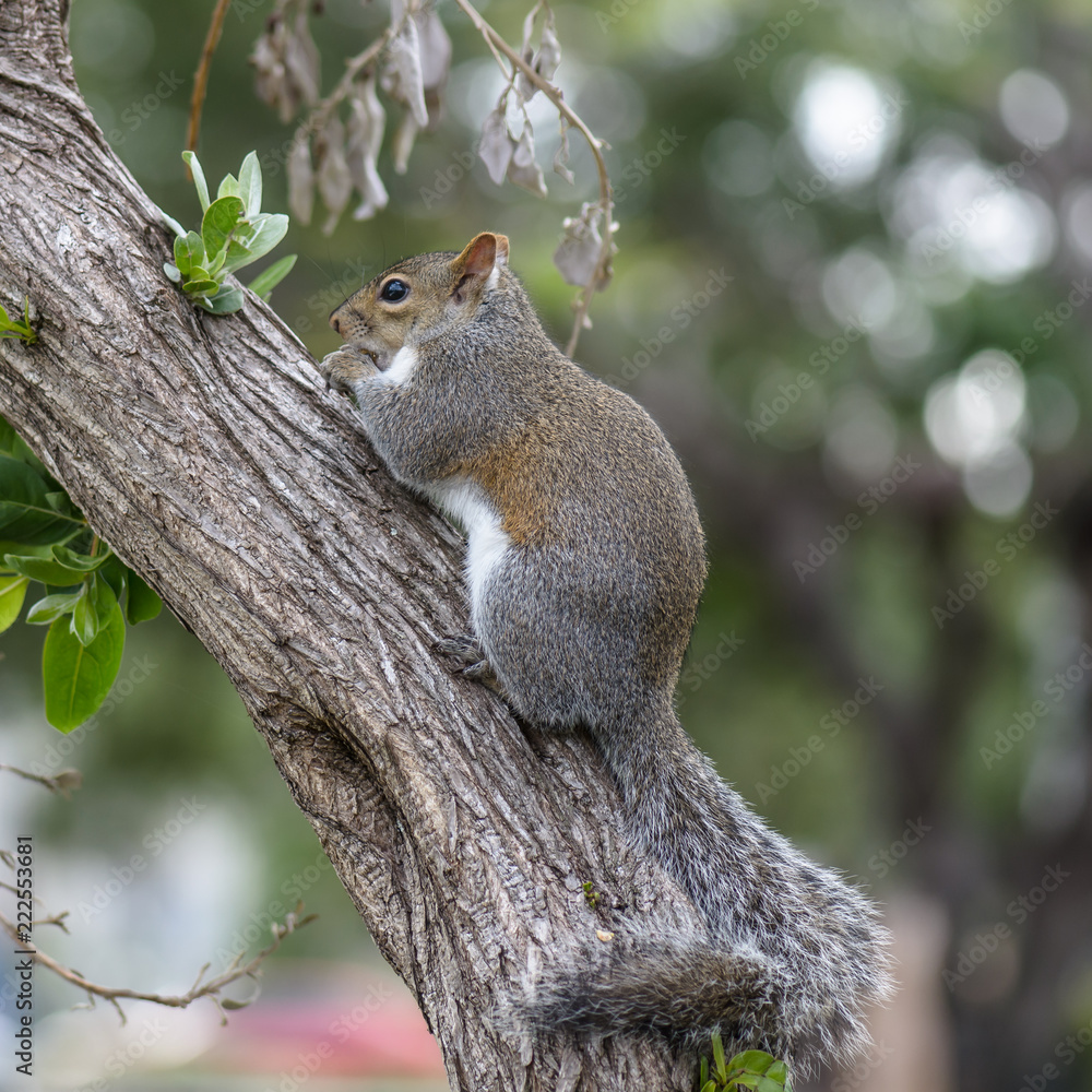 squirrel in a tree squirrel in a tree