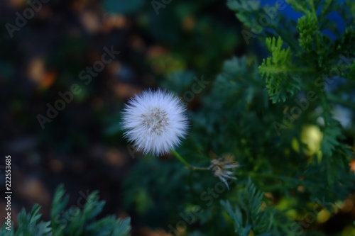 Wallpaper Mural dandelion Torontodigital.ca