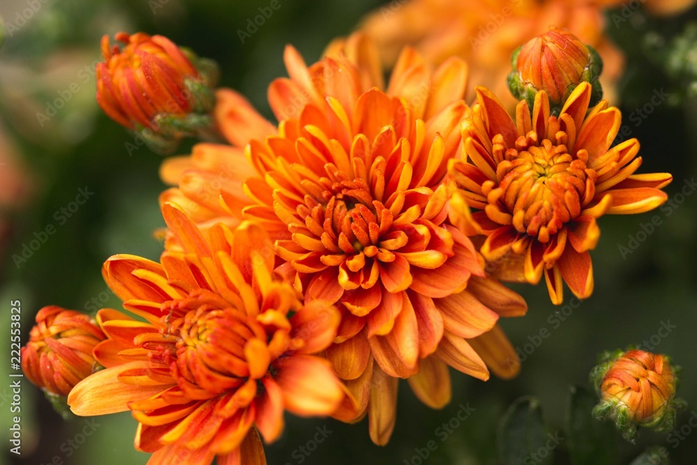 orange mum orange mum