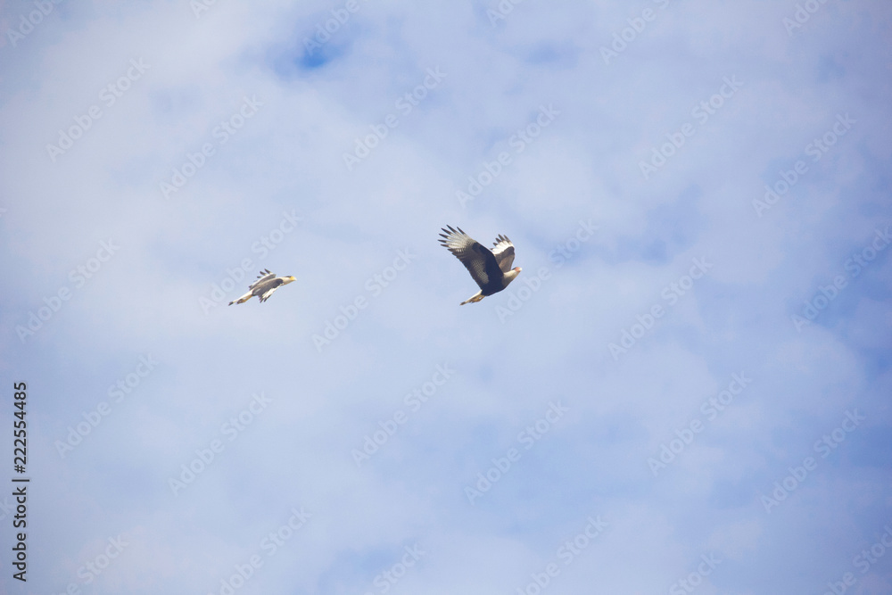 Fototapeta premium kite in the sky