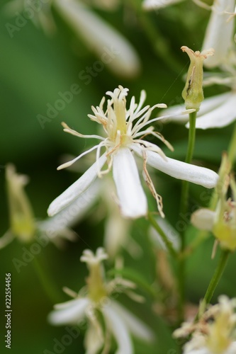 Sweet autumn clematis (Clematis temiflora)