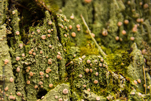 fungus  photo