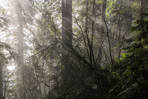 Lynn Canyon, North Vancouver, BC, Canada.