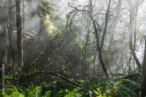 Lynn Canyon, North Vancouver, BC, Canada.