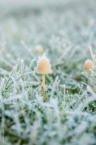 frosty mushroom 