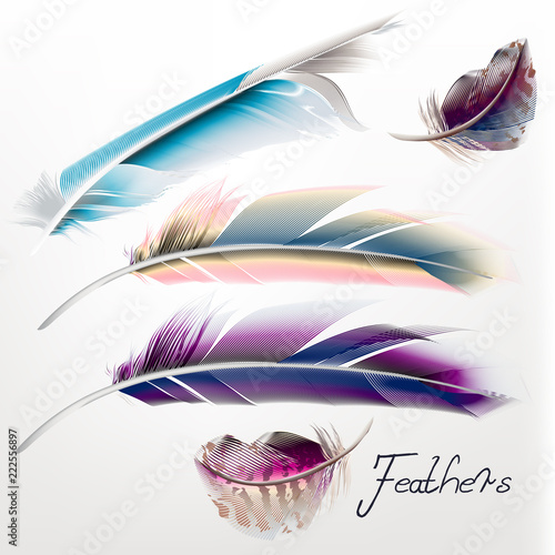 Collection of vecotr realistic feathers