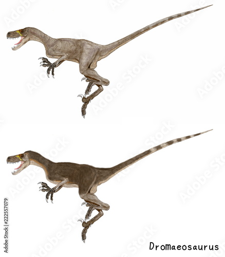 学名：ドロマエオサウルス。.白亜紀後期の小型のラプトル。マニラプトル類は鳥類との近似性が見られ、羽毛状の体毛のある印象化石が多くみられる。二体のドロマエオサウルスは体毛なしと体毛ありの二つのパターンを別個に描いたオリジナルイラストであったが、これをまとめて修正を加え比較図として再構成したイラスト図。 © Mineo
