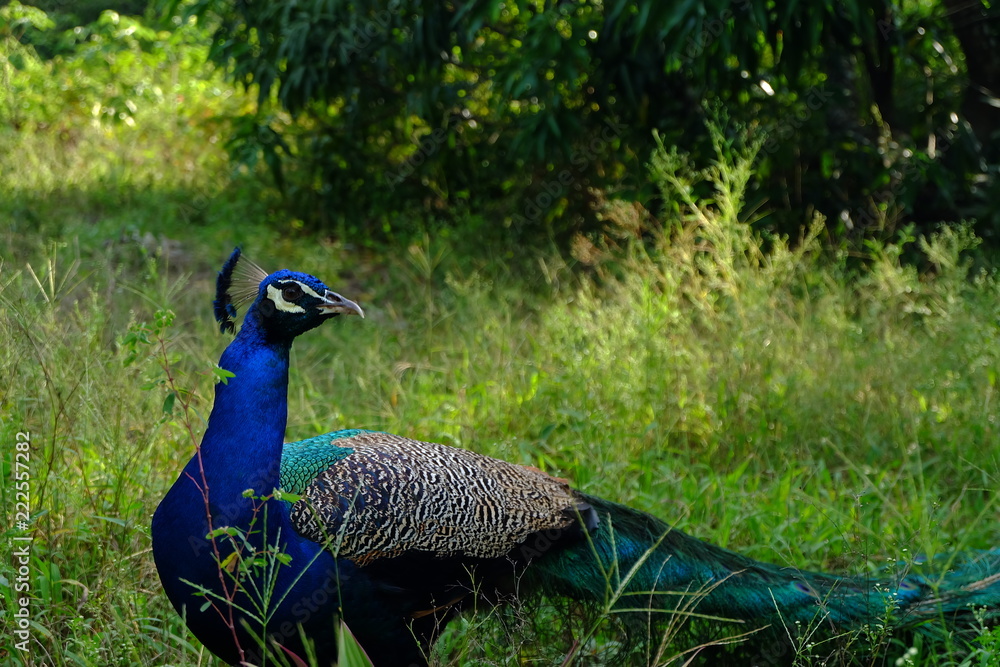 Fototapeta premium PAVO REAL