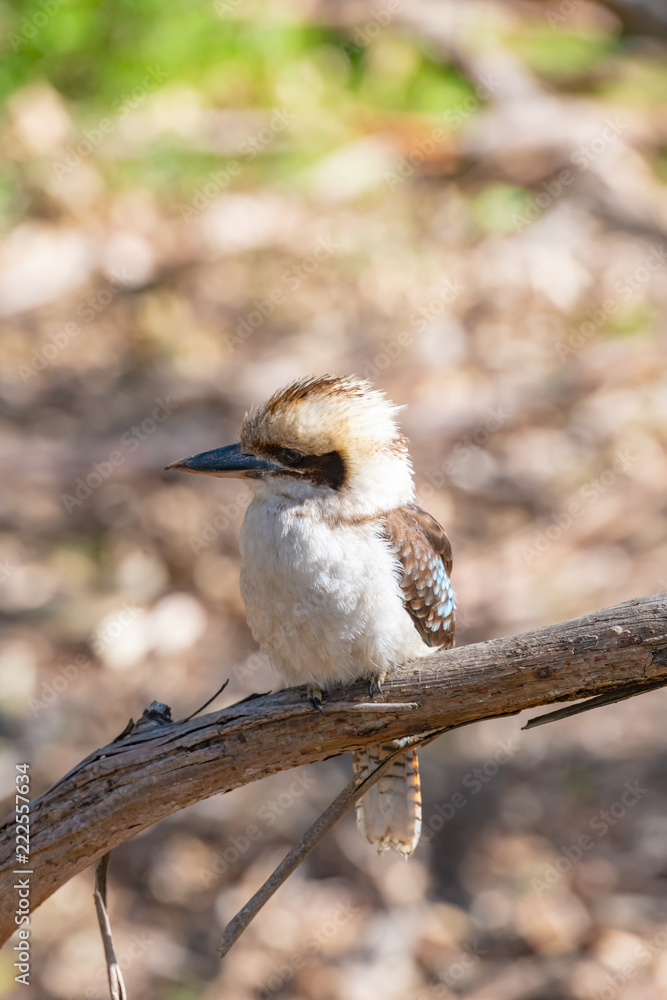 Obraz premium Kookaburra on tree branch