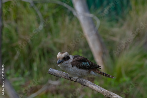 Kookaburra on tree branch