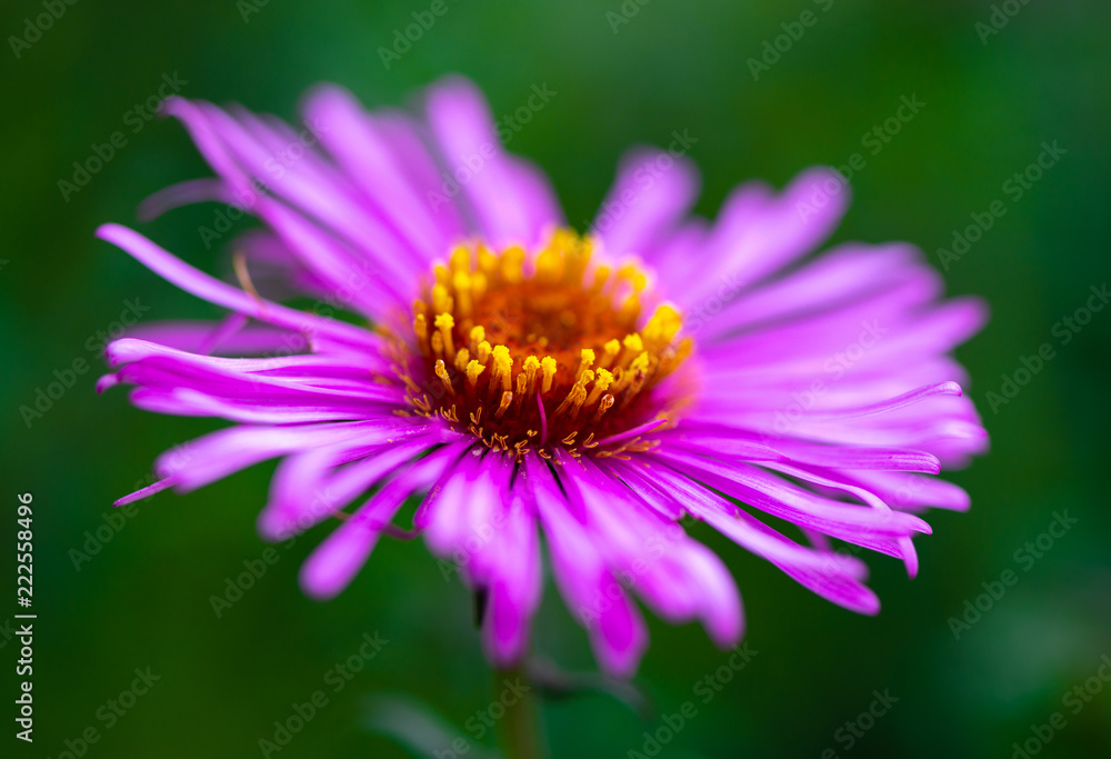Purple flower close up macro nature flora summer Purple flower close up macro nature flora summer