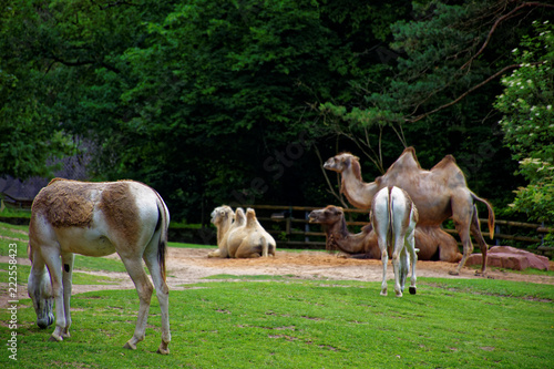 camels and donkeys together in the pasture   