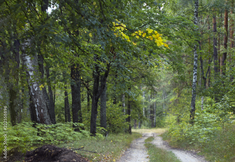 trail in the autumn forest