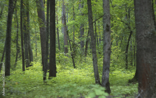 forest thickets