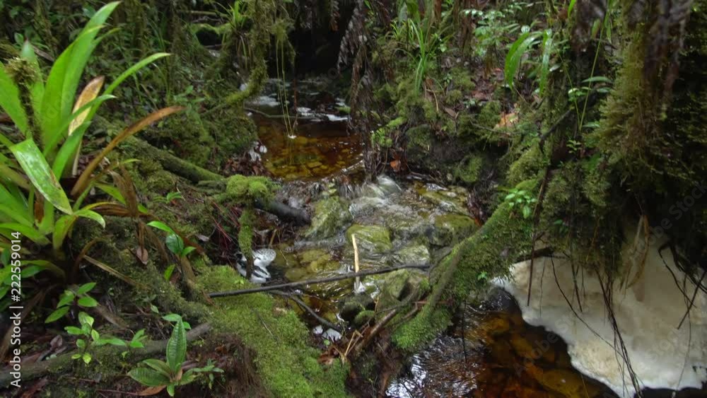Blackwater stream in mossy montane rainforest at 1500m elevation. With natural river foam. On a Tepuy (flat topped sandstone mountain) above Rio Nangaritza Valley in the Cordillera del Condor, Ecuador Blackwater stream in mossy montane rainforest at 1500m elevation. With natural river foam. On a Tepuy (flat topped sandstone mountain) above Rio Nangaritza Valley in the Cordillera del Condor, Ecuador