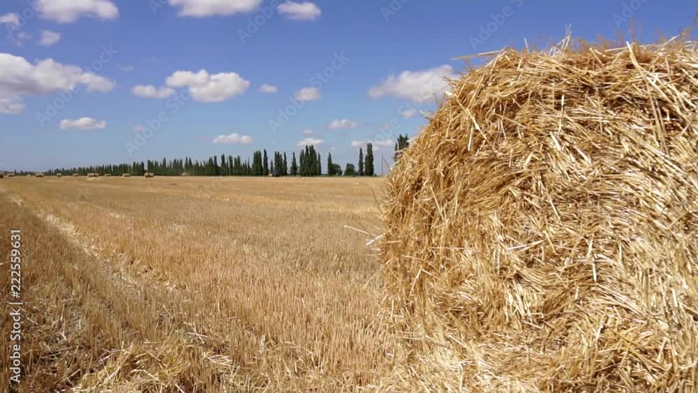 Amazing slow motion view on young female in casual clothes straw hat walking around hot summer huge organic wheat field Amazing slow motion view on young female in casual clothes straw hat walking around hot summer huge organic wheat field