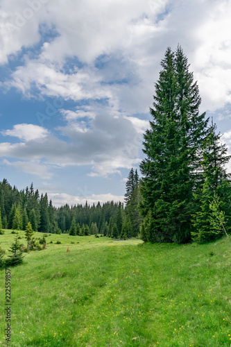 A picturesque calm meadow in a forest among the high massive mountains.