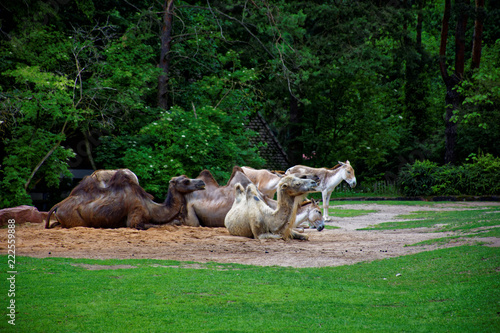 camels and donkeys together in the pasture