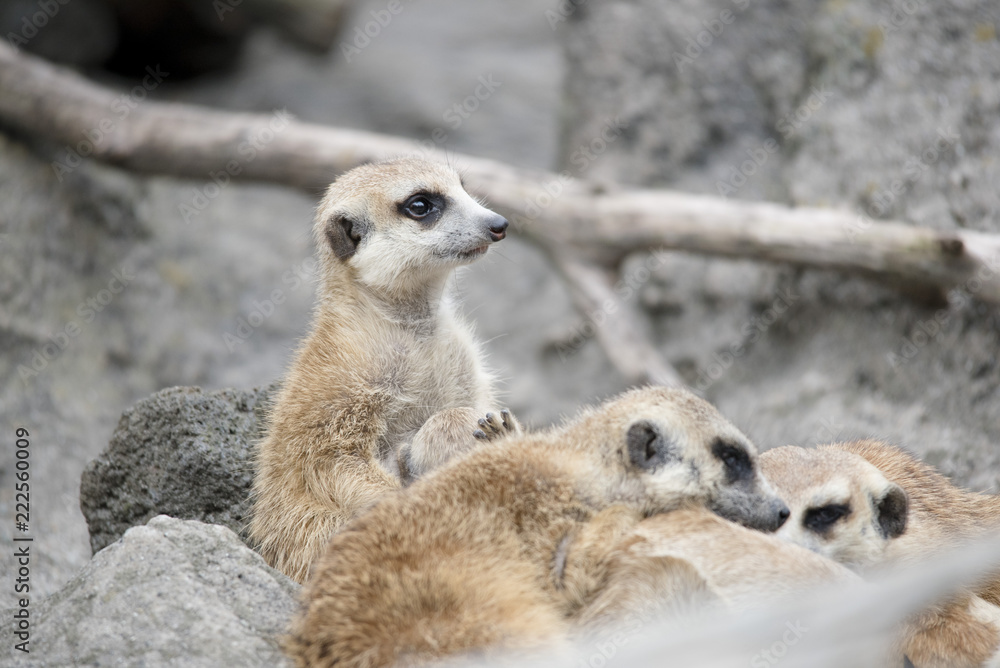 Fototapeta premium MEERKAT