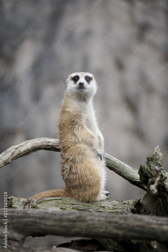 Fototapeta premium MEERKAT
