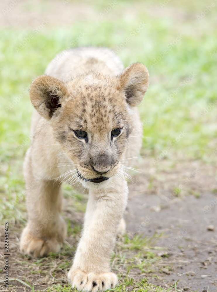 LION lion animal LION lion animal