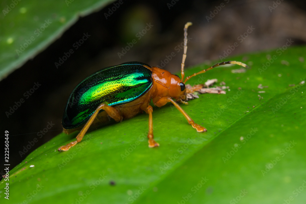 Macro Image of Beautiful metallic leaf beetle Macro Image of Beautiful metallic leaf beetle