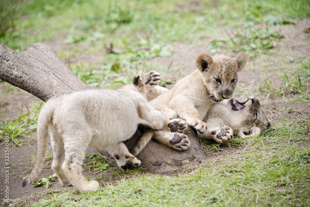 LION lion animal LION lion animal