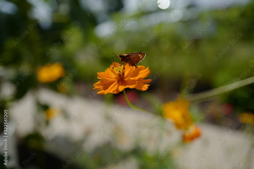 Obraz premium The beautiful flowers are blooming in the garden