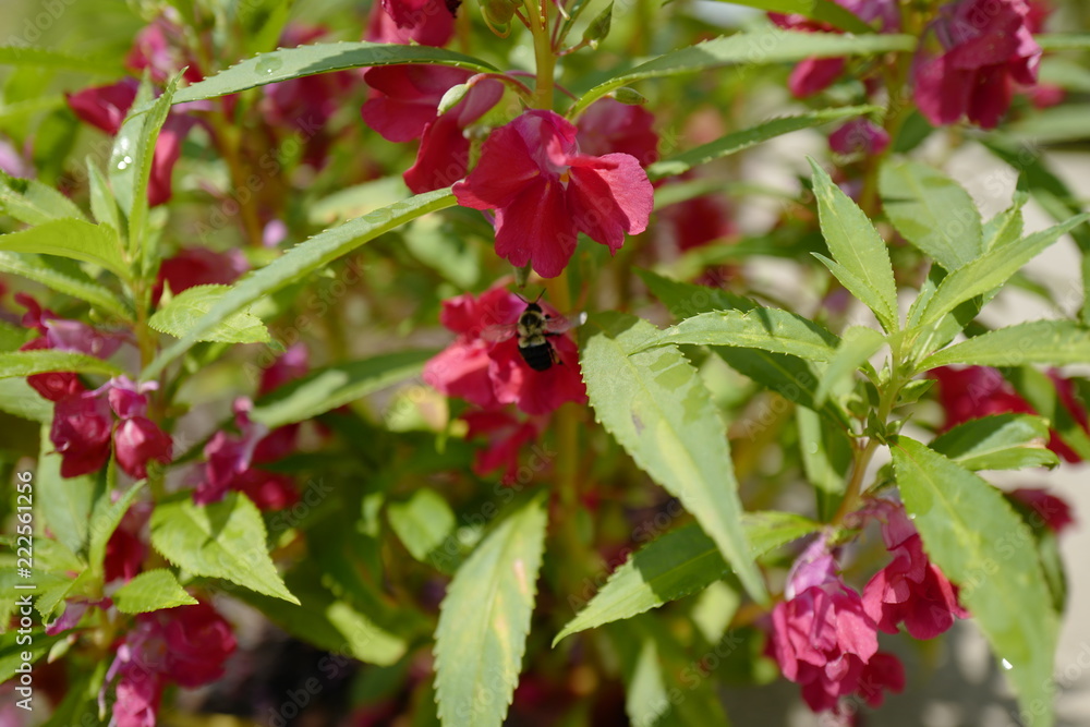 The beautiful flowers are blooming in the garden The beautiful flowers are blooming in the garden