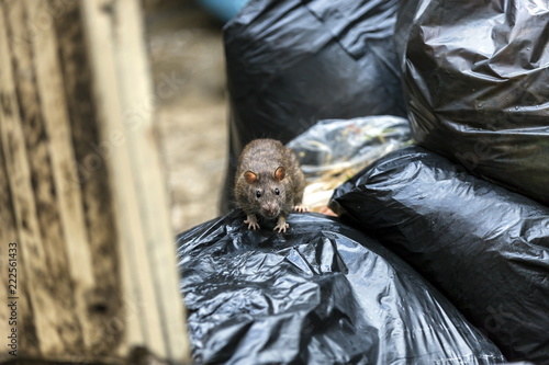 Fotografia One wet brown mice Emerging among the black garbage bags on the damp wet area with dark eyes, black eyes catching us