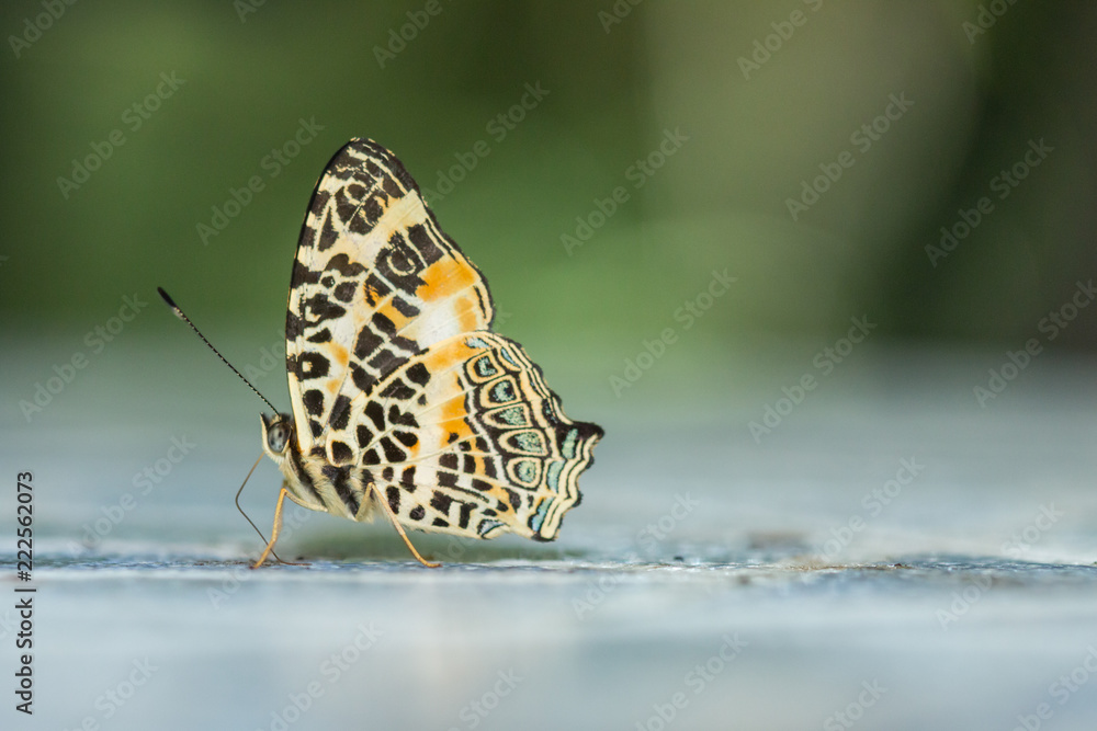 Beautiful Butterfly of Borneo , Closeup butterfly on flower ground , Butterfly of Borneo Beautiful Butterfly of Borneo , Closeup butterfly on flower ground , Butterfly of Borneo