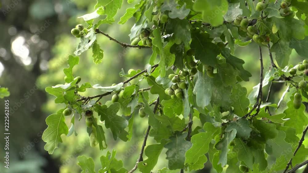 Oak leaves. Seeds are hanging on a branch. Young seeds.Panning,Closeup, Oak leaves. Seeds are hanging on a branch. Young seeds.Panning,Closeup,
