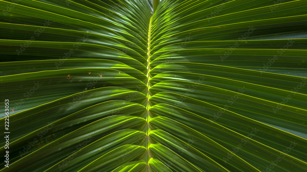 Palm Leaf Close Up Palm Leaf Close Up