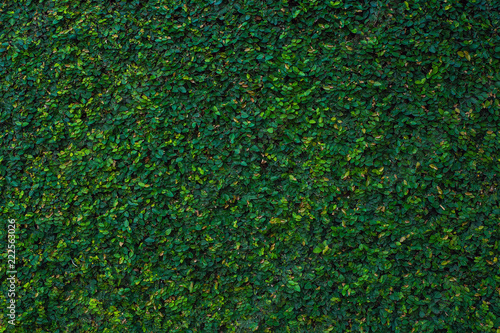 Green climbing Fig plant on the wall as background