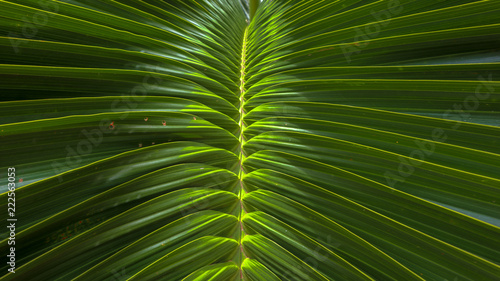 Palm Leaf Close Up