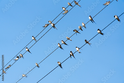 A lot of birds are sitting on power wires.