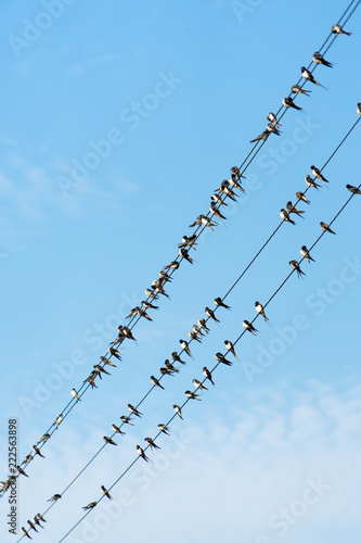 A lot of birds are sitting on power wires.