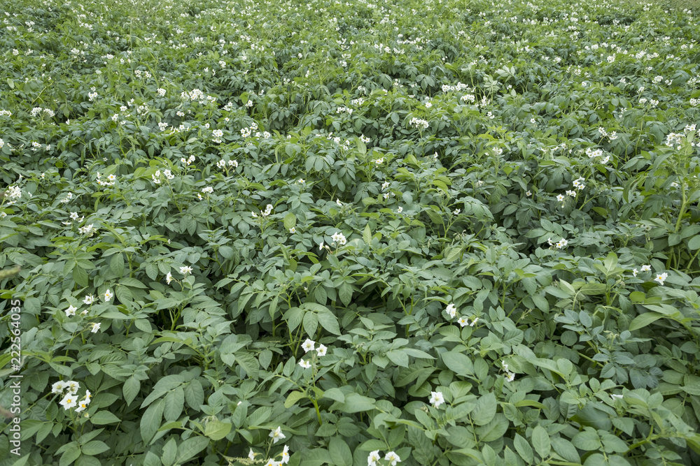 Close Up of Potato Field on a Farm Close Up of Potato Field on a Farm