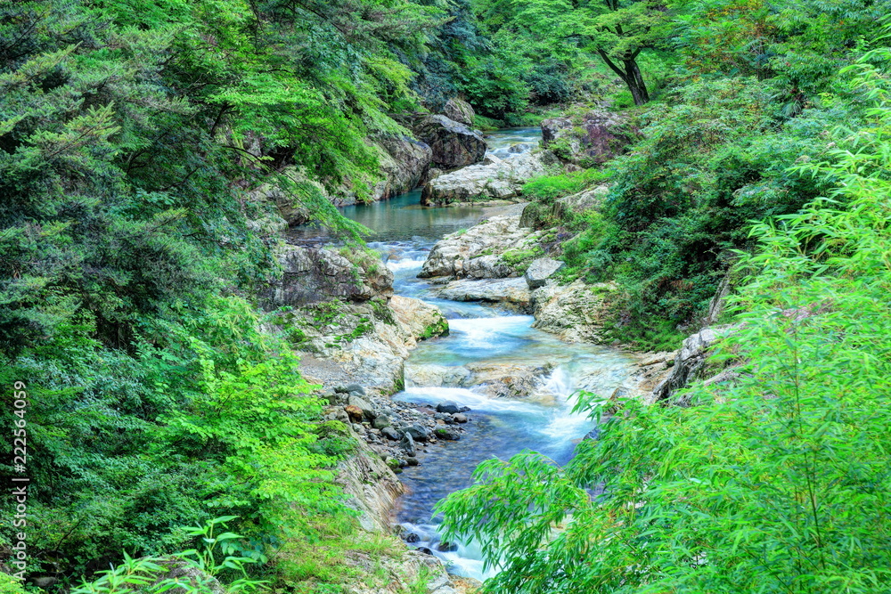 蝉の渓谷 蝉の渓谷