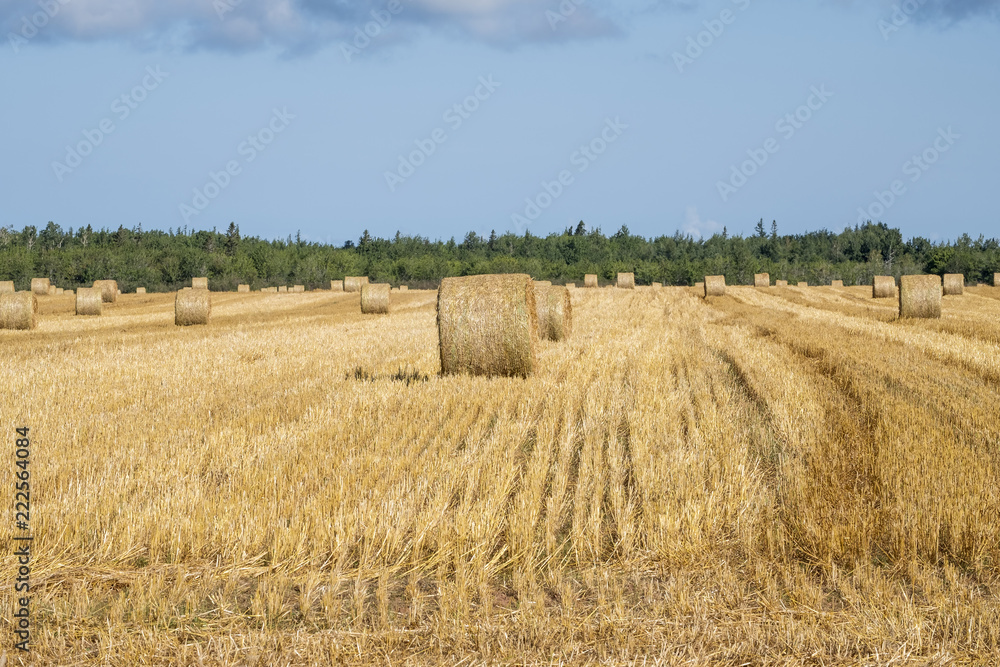 Bales of Hay in the Field in Western Part of Prince Edward Island Canada