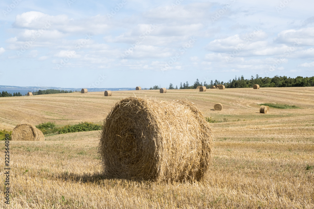 Bales of Hay in the Field in Western Part of Prince Edward Island Canada