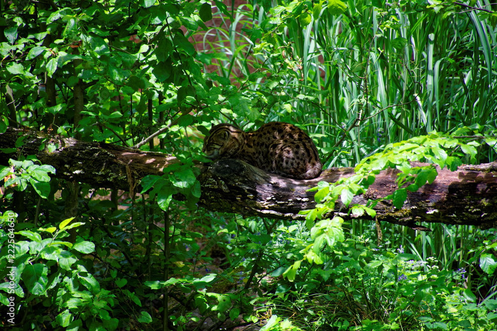 Fototapeta premium a wild cat sleeps on a branch in the forest