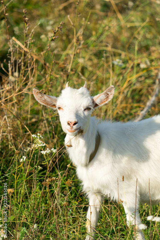 The picture of the goat. Goat grazing in the meadow. The picture of the goat. Goat grazing in the meadow.