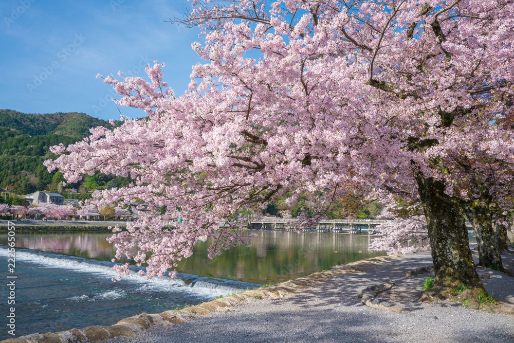 京都 嵐山の桜と渡月橋 Stock Photo Adobe Stock 京都 嵐山の桜と渡月橋 Stock Photo Adobe Stock