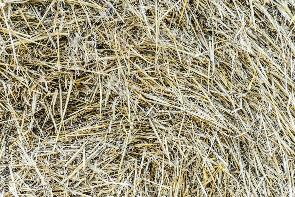 Photo hay. Background. Place for your text. Photo hay. Background. Place for your text.
