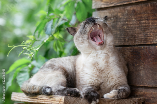 cat