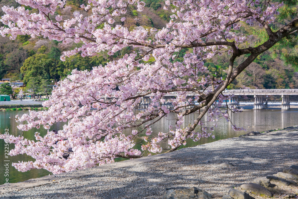 京都 嵐山の桜と渡月橋 Stock Photo Adobe Stock 京都 嵐山の桜と渡月橋 Stock Photo Adobe Stock