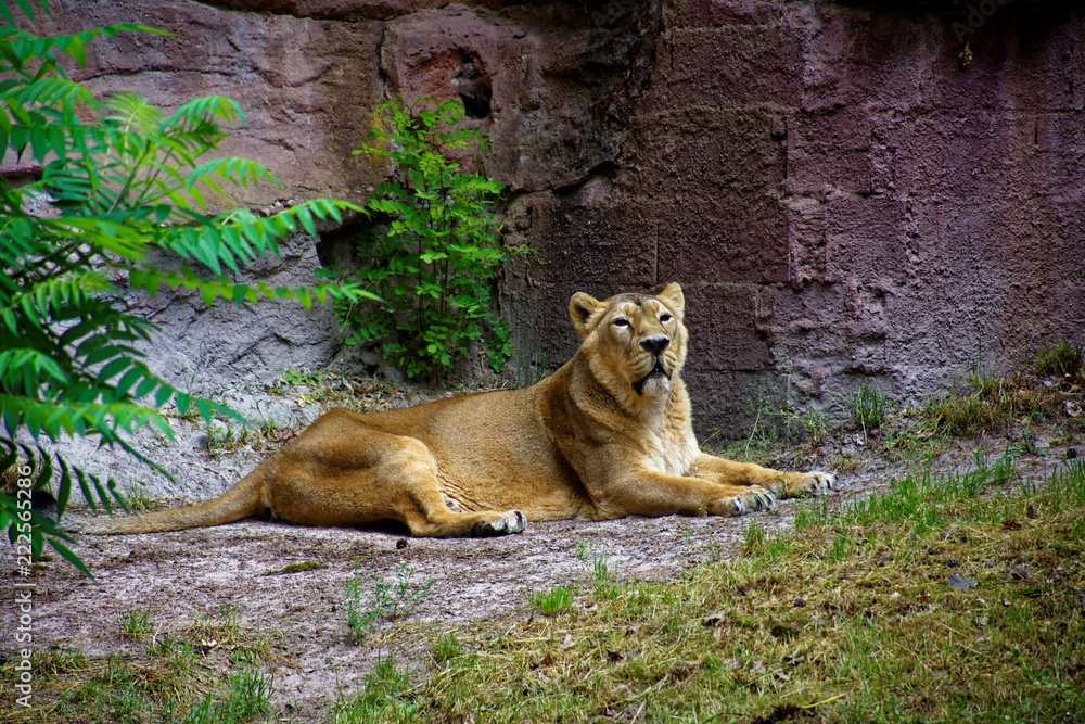 beautiful predatory and graceful lioness on vacation beautiful predatory and graceful lioness on vacation