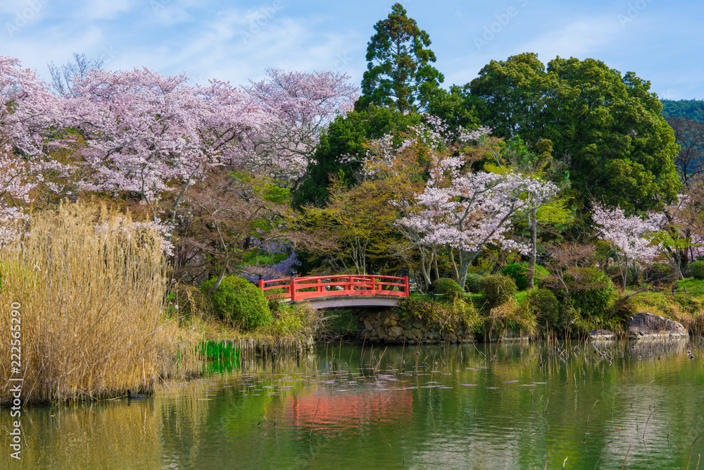 京都 大覚寺の桜と大沢池 Stock Photo Adobe Stock